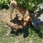 koda & luna - @koda.and.luna.the.pointers - Instagram