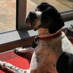 L U N A - @lunatheenglishpointer - Instagram