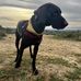 Lio GS Pointer Luna - Facebook