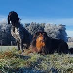 🐶Luna ~ Australian Shepherd & 🐶Bill~German shorthaired pointer - @luna_and_bill - Instagram