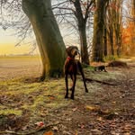Luna 🐶🐾 - @luna.the_pointer - Instagram