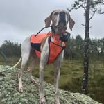 Luna 🐶 - @pointer_luna - Instagram