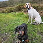 Luna (English Pointer) & Frankie (Dashchund) - @luna.the.looneybins - Instagram