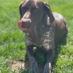 Luna🐾 German Shorthaired Pointer - @wildandwonderfulpointers - Instagram