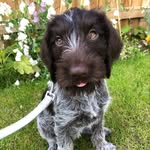 Luna German Wirehaired Pointer - @luna_loves_the_lakes - Instagram