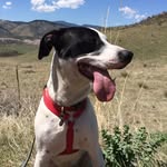 Luna Lovegood Pointer - @lunathebestpointer - Instagram