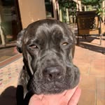 ☆Luna☆ - @luna.the.mastiff.pointer - Instagram