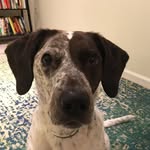 Luna - @luna_pointer_pup - Instagram