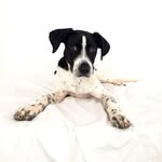 Luna - @luna_the.pointer - Instagram