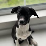 Luna - @luna_theborderpointer - Instagram
