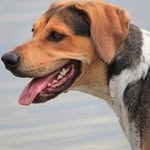Luna - @luna_thepointer - Instagram