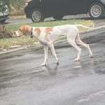 @luna_poenter_pointer - Instagram