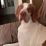 Luna_Pointer - @luna_pointeryan - Instagram