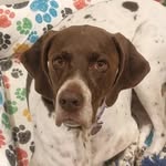 Luna Pointer - @lunaapointer - Instagram