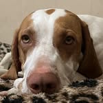 Luna_pointer - @luunaa_pointer - Instagram