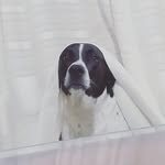 Luna pointer - @lunipointer - Instagram