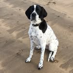 Luna_pointer - @luna_pointer - Instagram