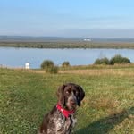 Luna Rawson - @luna.the.german.pointer2021 - Instagram