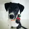 Luna the border pointer - @luna_theborderpointer - TikTok