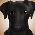 Luna The Lab Pointer Mix - @lunathelabpointer - Instagram