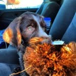 @luna_the_pointer - Instagram