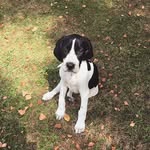 Luna The Pointer 🐾 - @lunathepointerpup - Instagram