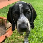 Luna the pup - @luna_the_bluetick_pointer - Instagram