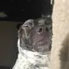 luna - @thegermanpointerluna - TikTok