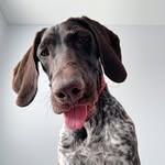 Puppy Luna - @luna.pointeryte - Instagram