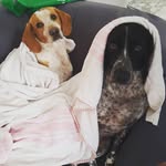 Rex & Luna - @rex_luna_pointers - Instagram