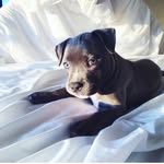 Luna Pollard - @luna.theblue - Instagram