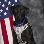 Luna Pollard - @lunatherapydog2021 - Instagram