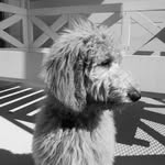 Luna Porter - @goldendoodle__luna_ - Instagram