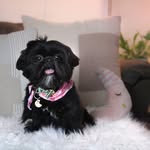 Luna Porter-Kahn - @luna_the_shihtzu_lover - Instagram