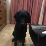 Luna Porter-My Dog - @mydog_loooona - Instagram