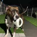 Luna - @luna.powell12 - Instagram