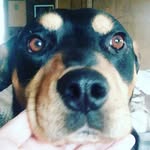 luna powell - @luna_the_dog_2005 - Instagram