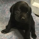 Luna Powell - @ladyluna.pooch - Instagram