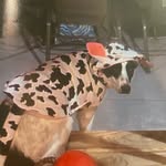 Luna Powell🐶🐾🦴 - @lunapowell_lol - Instagram