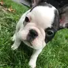 Luna Ray - @luna_ray_the_dog - TikTok