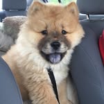 Luna Richards - @luna_chow_chow - Instagram