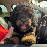 Luna Richards - @lunathespoodles_world - Instagram