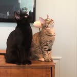 Luna Richards | Ashe Richards - @luna_and_ashe_kitty - Instagram