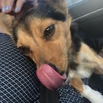 Luna Robinson - @lunathelittlerescue - Instagram