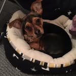 Luna Robinson - @luna_the_chorkie - Instagram