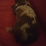 Luna Robinson - @mazey_and_lucy_the_dogs - Instagram
