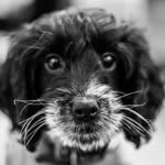 Luna Robinson - @luna_cockapoo19 - Instagram