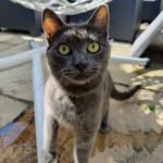 𝗟𝗨𝗡𝗔 𝗥𝗢𝗕𝗜𝗡𝗦𝗢𝗡 - @frenchcatluna - Instagram
