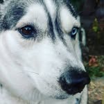 siberian husky - @lunarobinson520 - Instagram