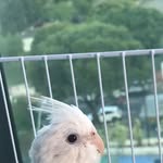 Calopsita albina🤍 - @luna_rocha__ - Instagram